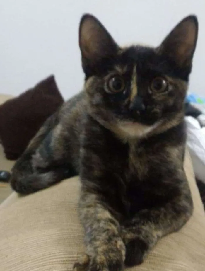 Gato ra a SRD idade 2 a 6 meses nome Pretoso