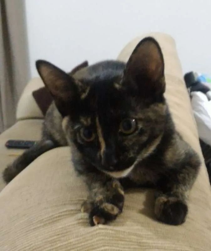 Gato ra a SRD idade 2 a 6 meses nome Pretoso