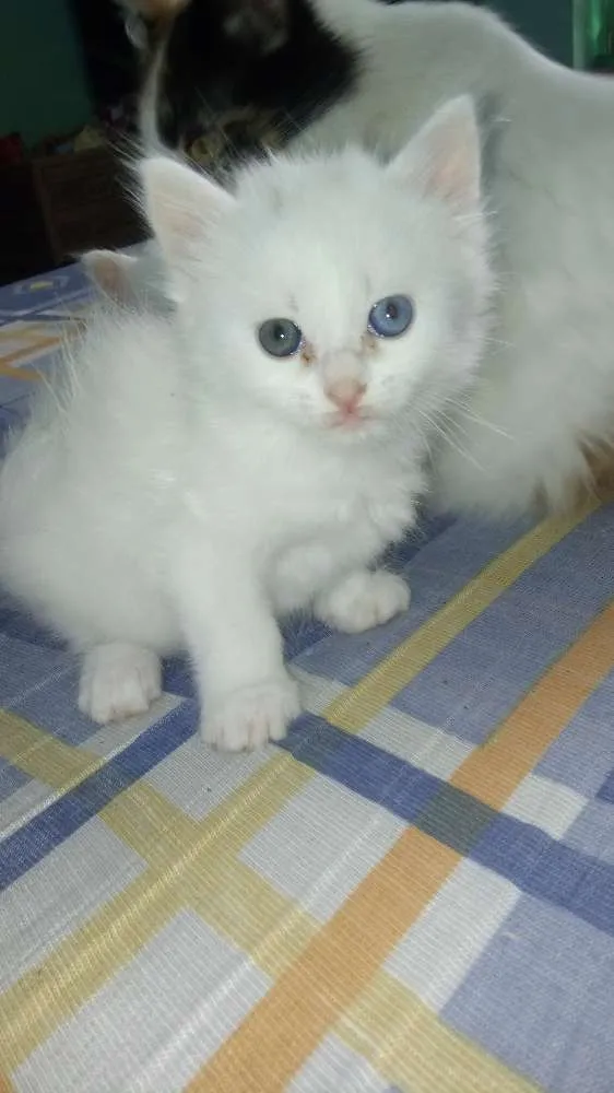 Gato ra a  idade Abaixo de 2 meses nome Sem nome 