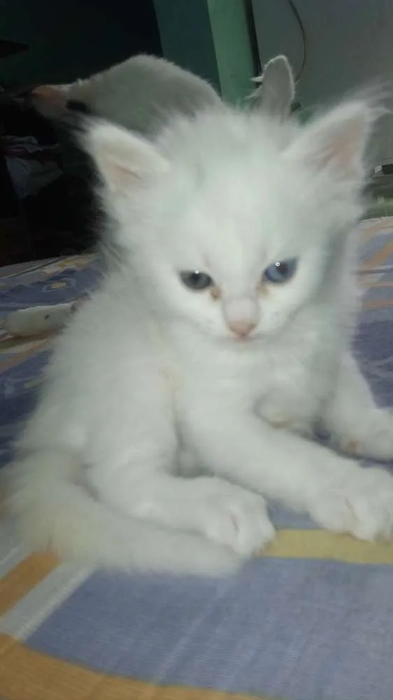 Gato ra a  idade Abaixo de 2 meses nome Sem nome 
