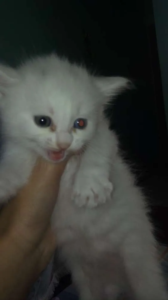Gato ra a  idade Abaixo de 2 meses nome Sem nome 