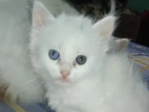 Gato raça  idade Abaixo de 2 meses nome Sem nome 
