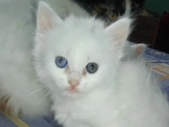 Gato ra a  idade Abaixo de 2 meses nome Sem nome 