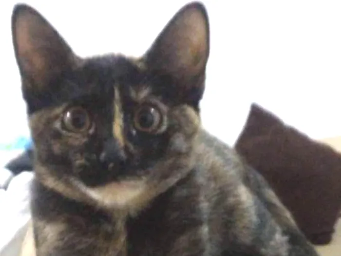 Gato ra a SRD idade 2 a 6 meses nome Pretoso
