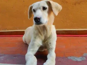 Cachorro raça SRD idade 6 ou mais anos nome Nina