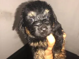 Cachorro raça SRD idade  nome Paloma