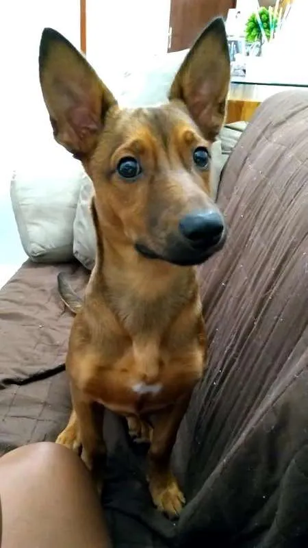 Cachorro ra a Vira-lata idade 1 ano nome Bolt