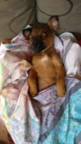 Bolt