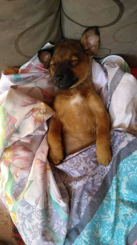 Cachorro ra a Vira-lata idade 1 ano nome Bolt