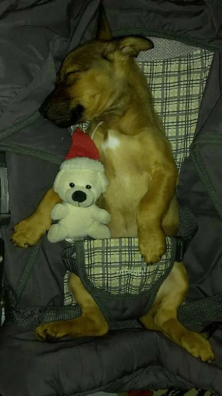 Cachorro ra a Vira-lata idade 1 ano nome Bolt