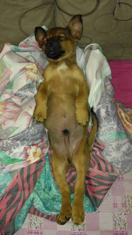 Cachorro ra a Vira-lata idade 1 ano nome Bolt