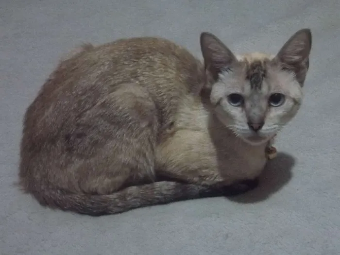 Gato ra a Sialata idade 7 a 11 meses nome Lupicínio