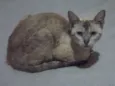 Lupicínio