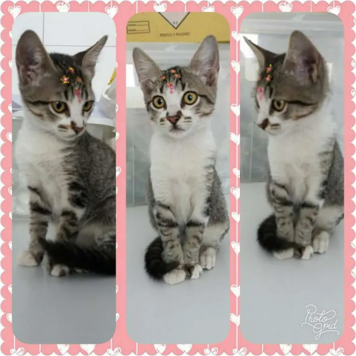 Gato ra a Sem raça definida idade  nome Jasmine