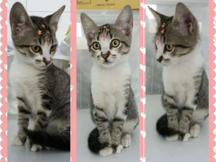 Gato ra a Sem raça definida idade  nome Jasmine