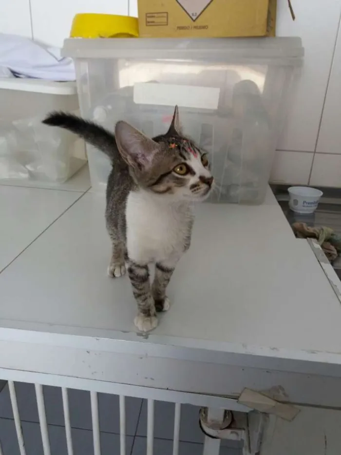 Gato ra a Sem raça definida idade  nome Jasmine