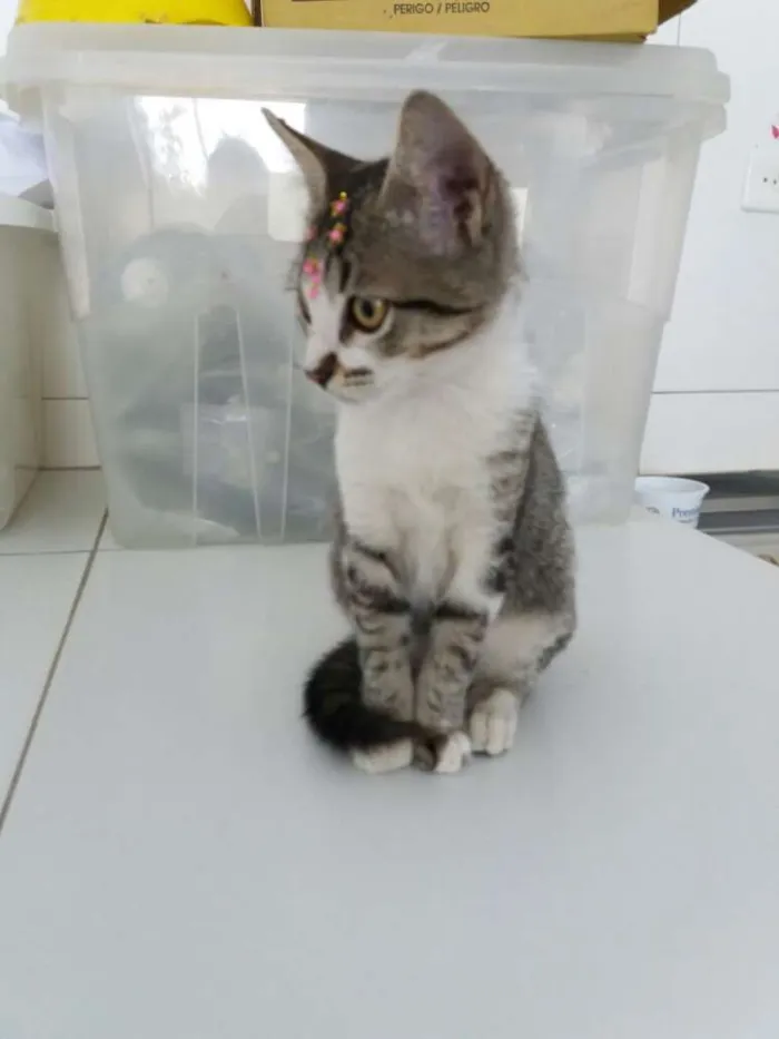 Gato ra a Sem raça definida idade  nome Jasmine