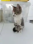 Jasmine