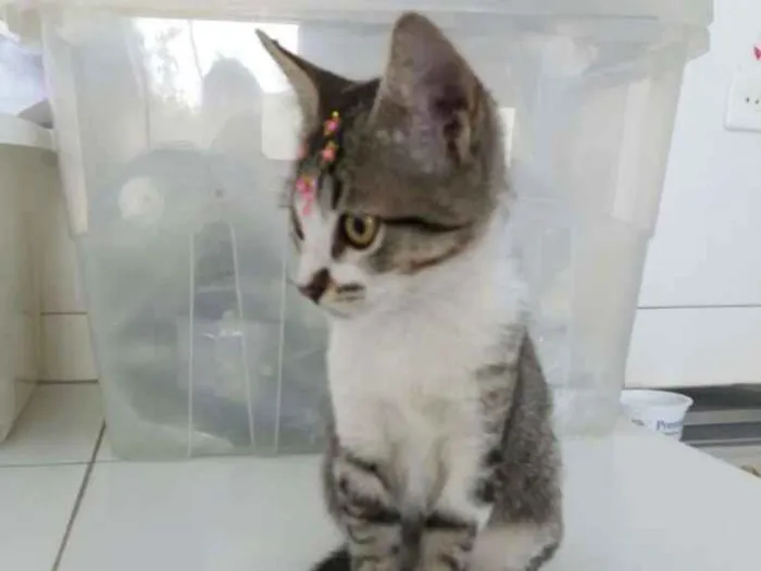 Gato ra a Sem raça definida idade  nome Jasmine