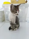 Jasmine