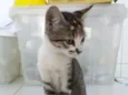 Jasmine