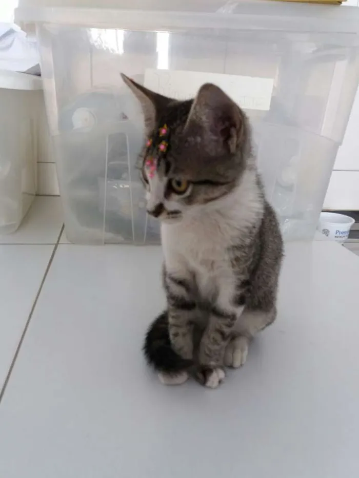 Gato ra a Sem raça definida idade  nome Jasmine