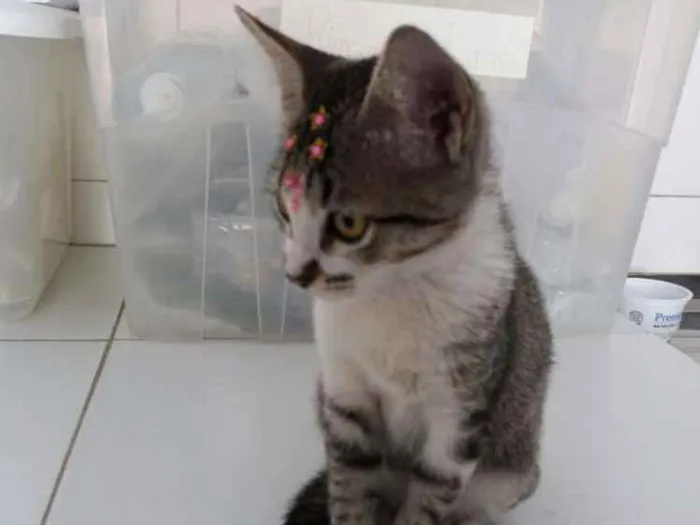 Gato ra a Sem raça definida idade  nome Jasmine