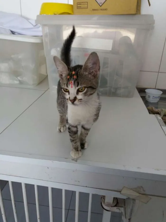 Gato ra a Sem raça definida idade  nome Jasmine