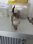 Jasmine