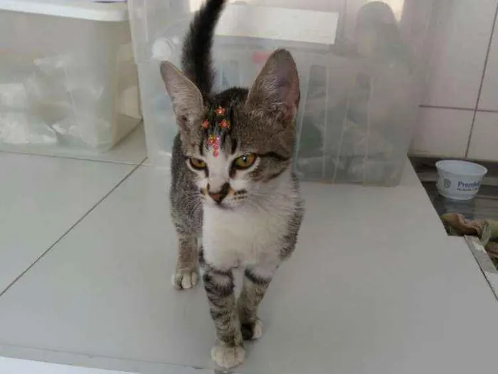 Gato ra a Sem raça definida idade  nome Jasmine