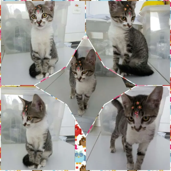 Gato ra a Sem raça definida idade  nome Jasmine