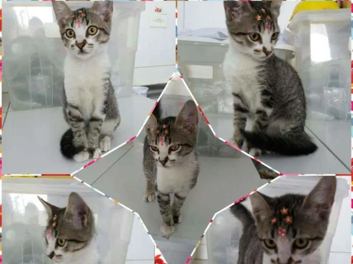 Gato ra a Sem raça definida idade  nome Jasmine