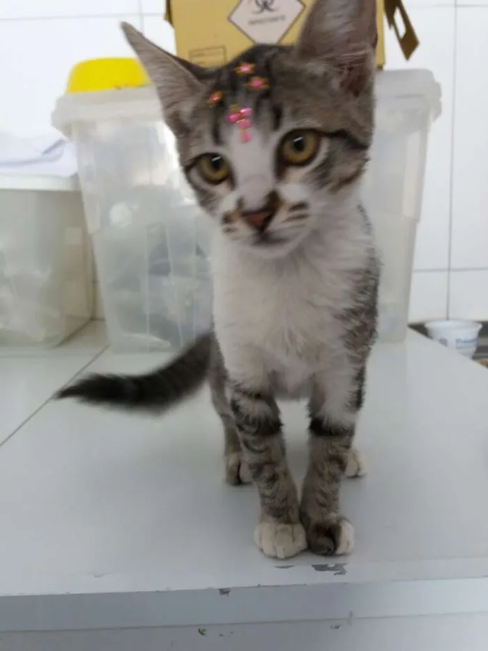 Gato ra a Sem raça definida idade  nome Jasmine