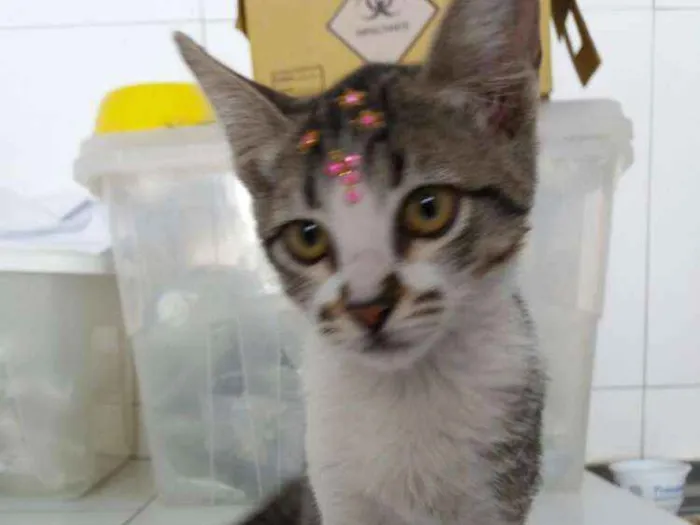 Gato ra a Sem raça definida idade  nome Jasmine