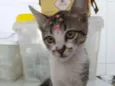 Jasmine