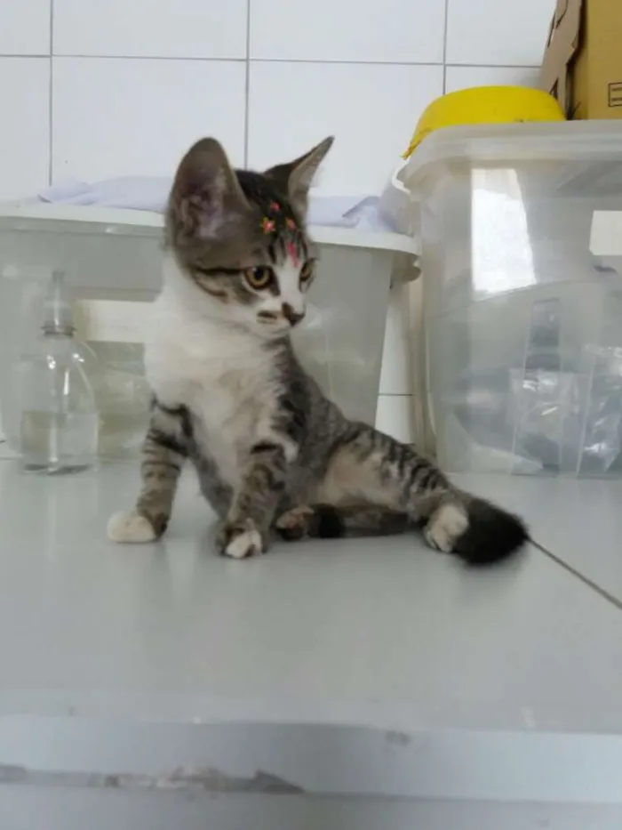 Gato ra a Sem raça definida idade  nome Jasmine