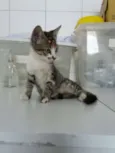 Jasmine