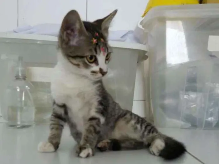 Gato ra a Sem raça definida idade  nome Jasmine