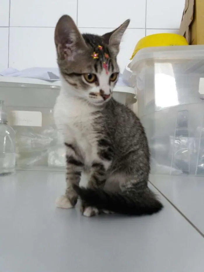 Gato ra a Sem raça definida idade  nome Jasmine