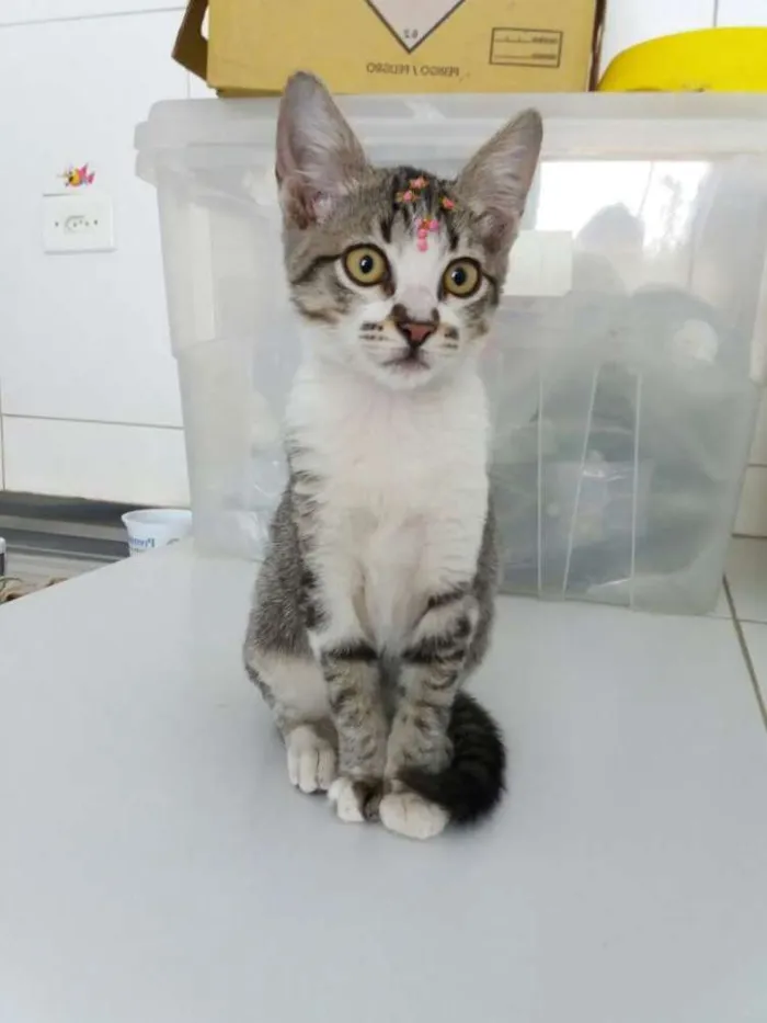Gato ra a Sem raça definida idade  nome Jasmine
