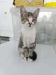 Jasmine