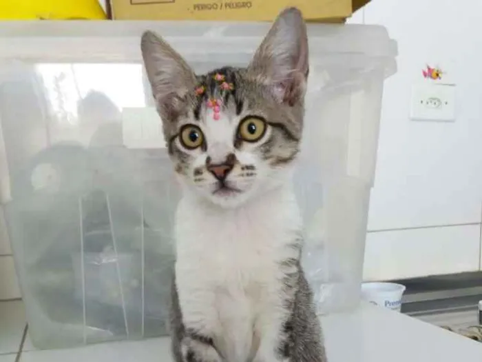 Gato ra a Sem raça definida idade  nome Jasmine