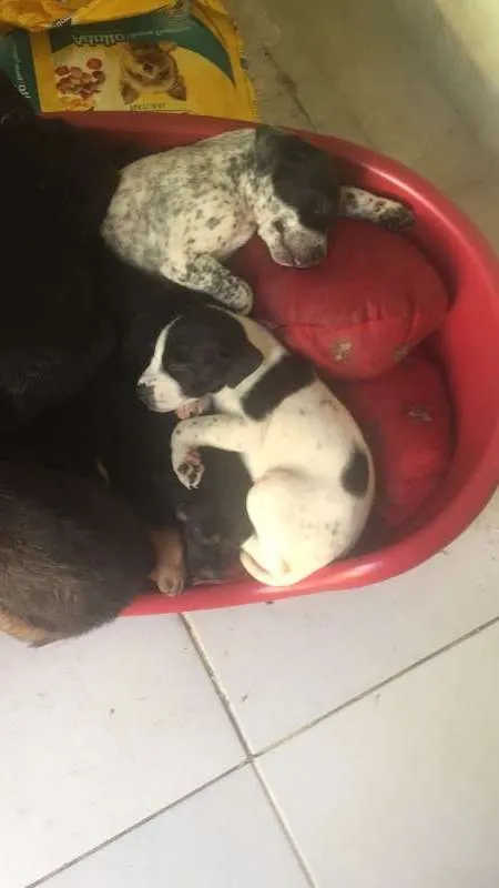 Cachorro ra a SRD idade Abaixo de 2 meses nome Bolotinha