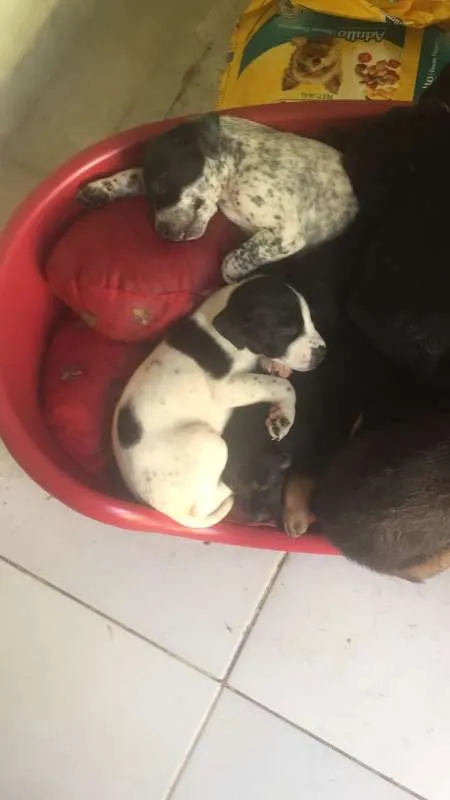 Cachorro ra a SRD idade Abaixo de 2 meses nome Floquinho