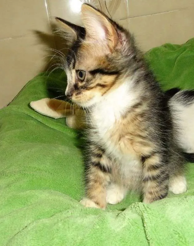 Gato ra a SRD idade 2 a 6 meses nome Pierrot