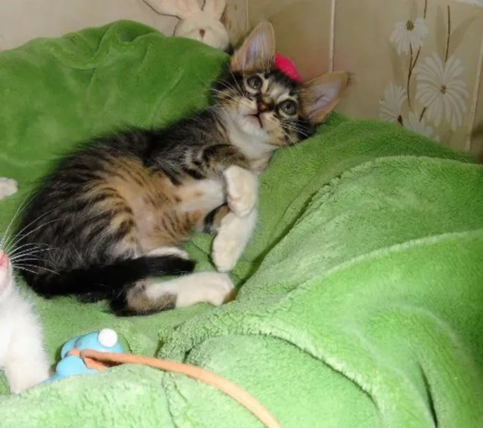 Gato ra a SRD idade 2 a 6 meses nome Pierrot