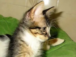 Gato raça SRD idade 2 a 6 meses nome Pierrot