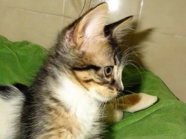 Gato ra a SRD idade 2 a 6 meses nome Pierrot