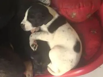Cachorro ra a SRD idade Abaixo de 2 meses nome Floquinho