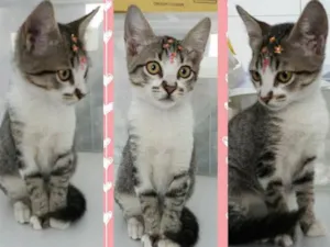 Gato raça Sem raça definida idade  nome Jasmine